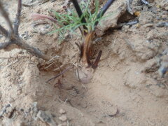 Pelargonium undulatum