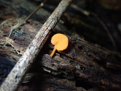 Favolaschia claudopus