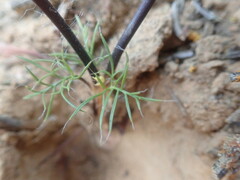 Pelargonium undulatum