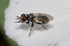 Thecophora