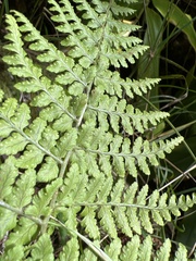 Dryopteris glabra