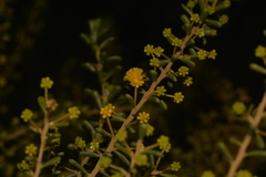 Acacia spathulifolia