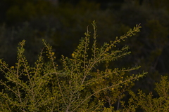 Acacia spathulifolia