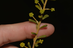 Acacia spathulifolia