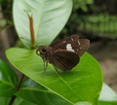Notocrypta curvifascia