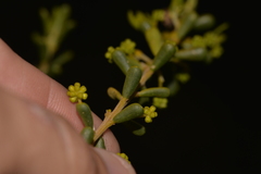 Acacia spathulifolia