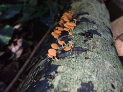 Favolaschia claudopus
