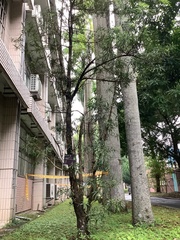 Podocarpus fasciculus