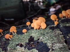 Favolaschia claudopus