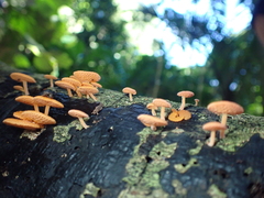 Favolaschia claudopus
