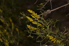 Synaphea spinulosa