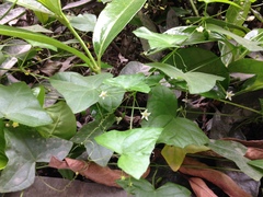 Zehneria japonica