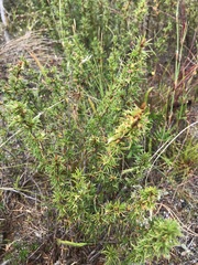 Cliffortia pterocarpa