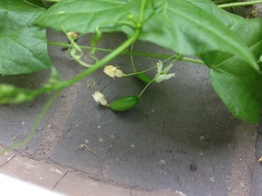 Zehneria japonica