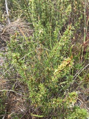 Cliffortia pterocarpa