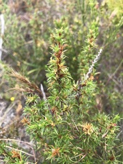 Cliffortia pterocarpa