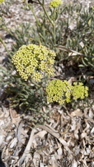 Crithmum maritimum