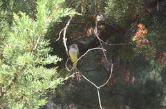 Myiarchus cephalotes