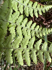 Dryopteris glabra