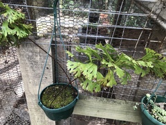 Microsorum punctatum