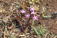 Raphionacme hirsuta