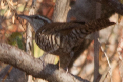 Thryophilus pleurostictus