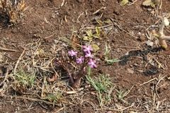 Raphionacme hirsuta