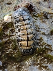 Chiton albolineatus