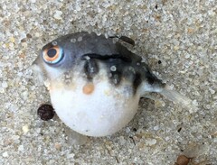 Contusus brevicaudus