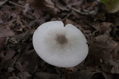 Agaricus moelleri