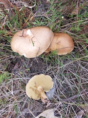 Suillus bovinus