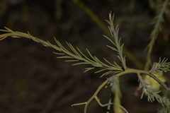 Lechenaultia linarioides