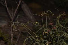 Lechenaultia linarioides