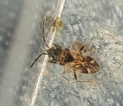 Scolopostethus decoratus