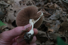 Agaricus moelleri
