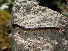 Scolopendra japonica