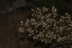 Hakea trifurcata