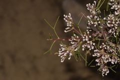 Hakea trifurcata