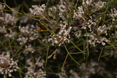 Hakea trifurcata