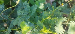 Prosopis juliflora