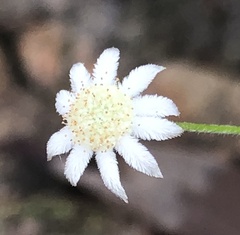 Actinotus minor