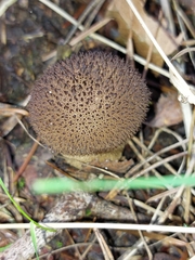 Lycoperdon nigrescens