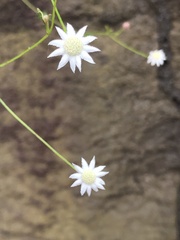 Actinotus minor