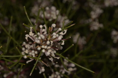 Hakea trifurcata