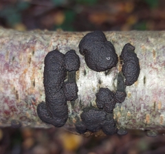 Jackrogersella multiformis