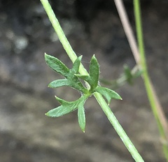 Actinotus minor