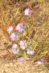 Phacelia linearis