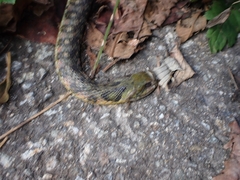 Rhabdophis tigrinus tigrinus