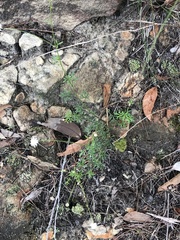 Actinotus minor