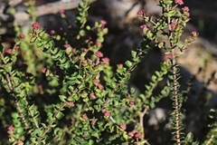 Platysace lanceolata